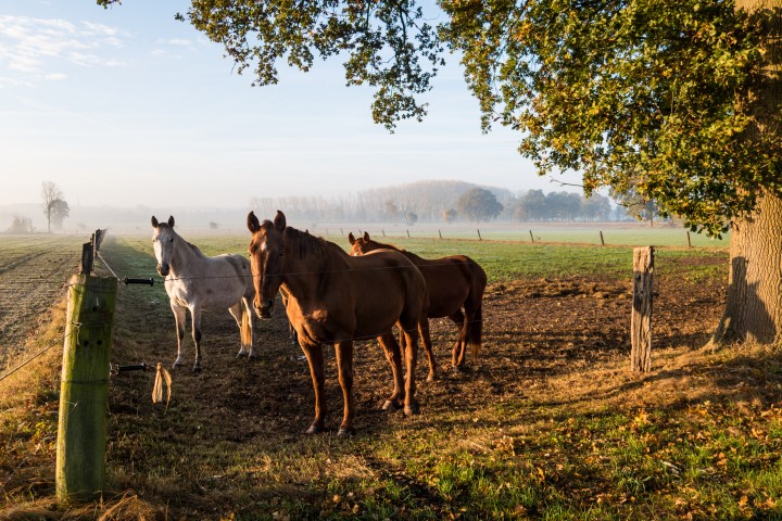 Wandelen in Essen